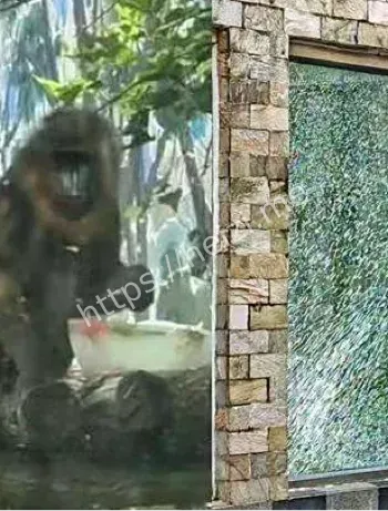 成都动物园山魈